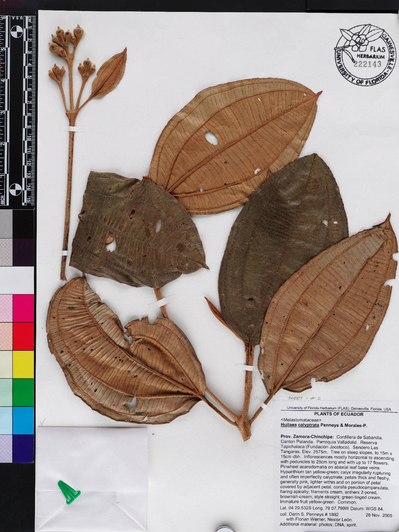 Chalybea calyptrata image