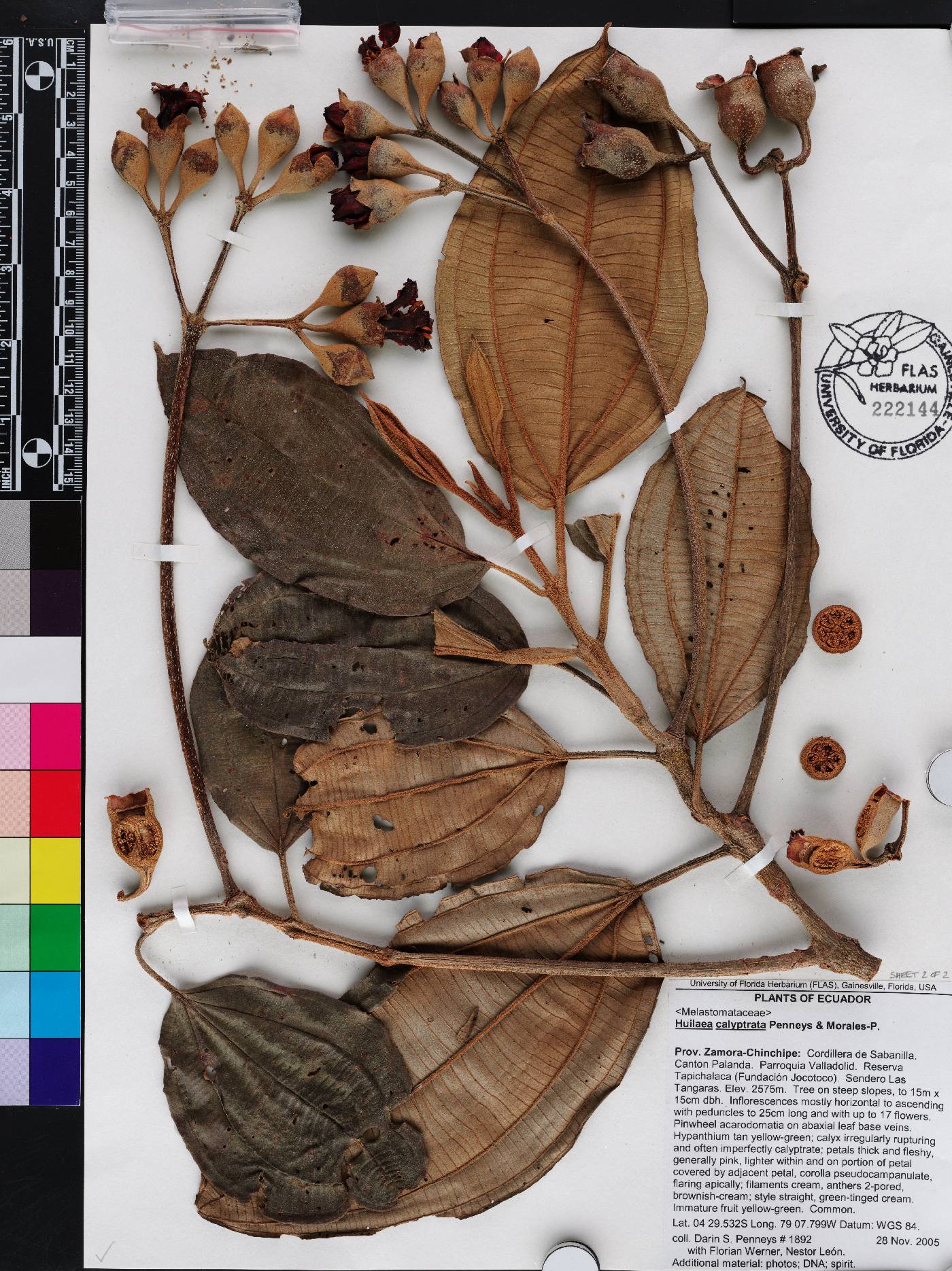 Chalybea calyptrata image