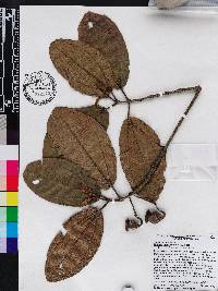 Chalybea ecuadorensis image
