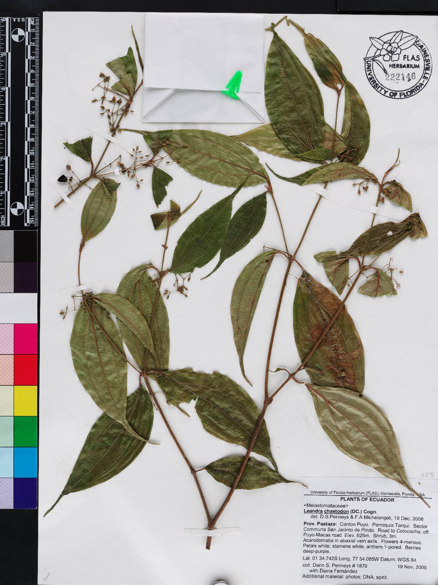 Miconia chaetodonta image