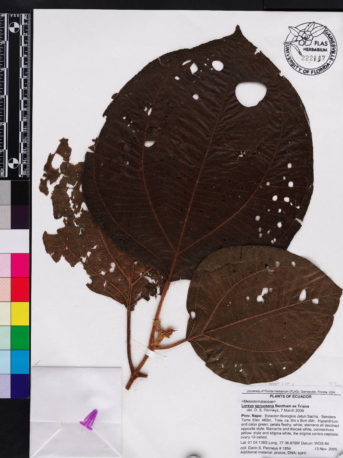 Bellucia spruceana image