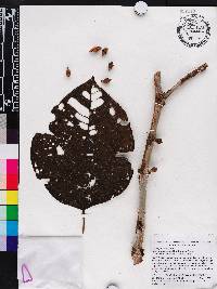 Bellucia spruceana image