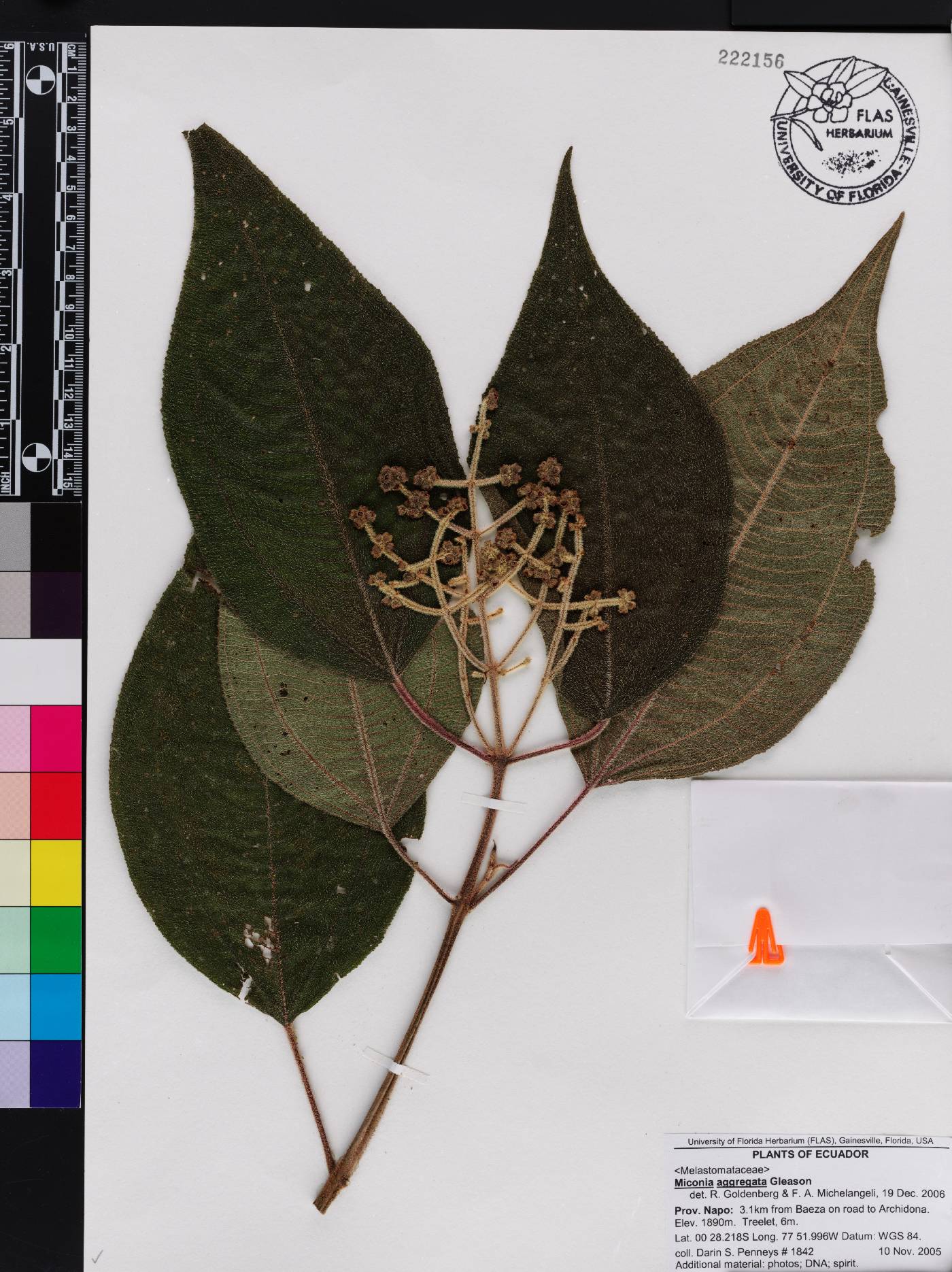 Miconia aggregata image