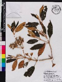Miconia bracteolata image