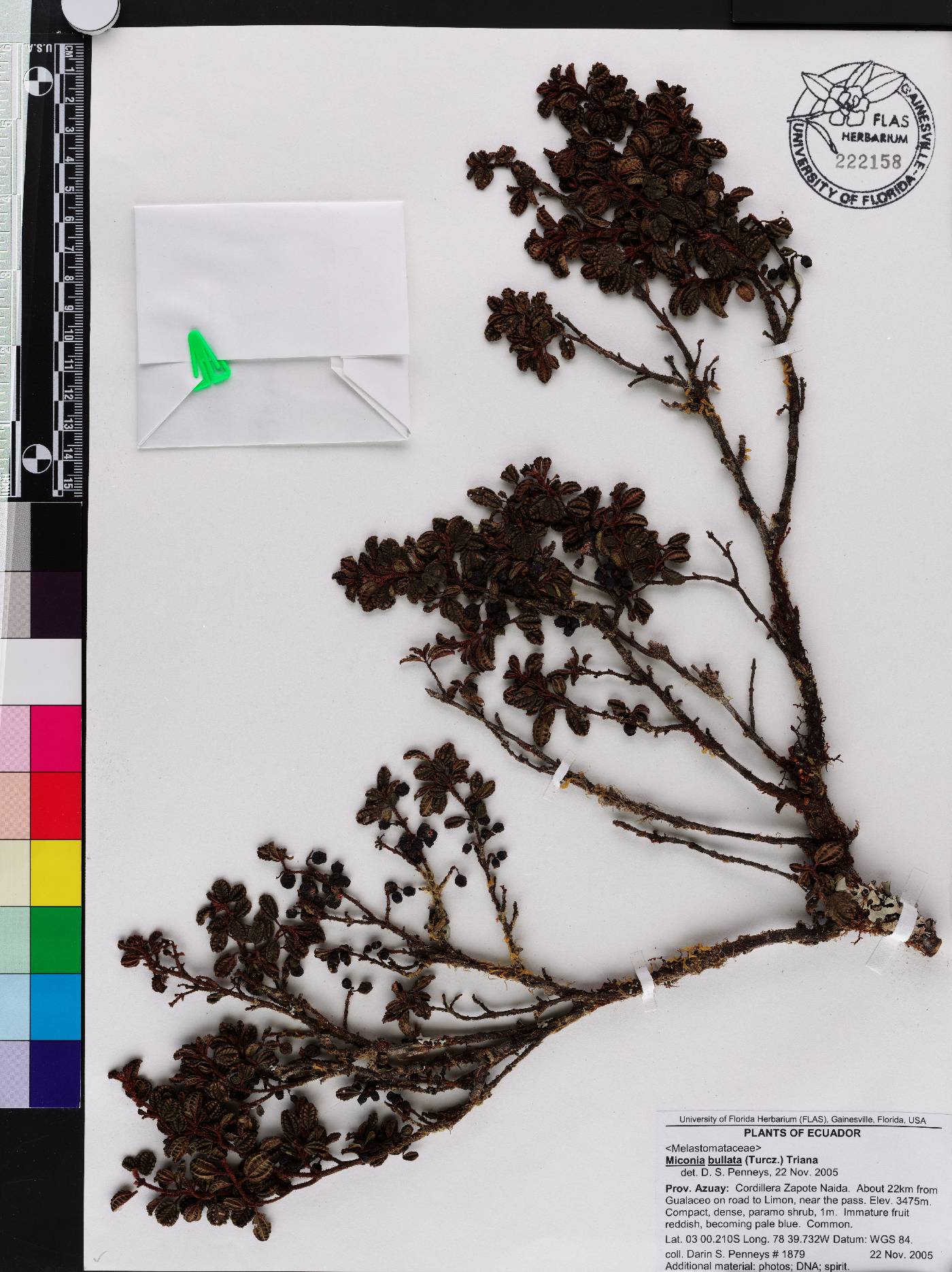 Miconia bullata image