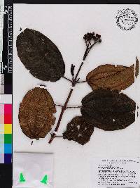 Miconia corymbiformis image