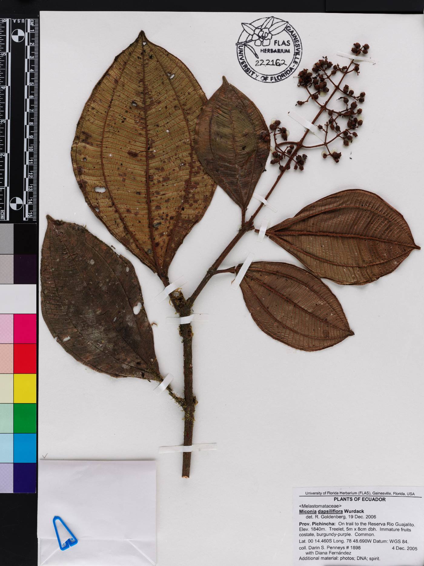 Miconia dapsiliflora image