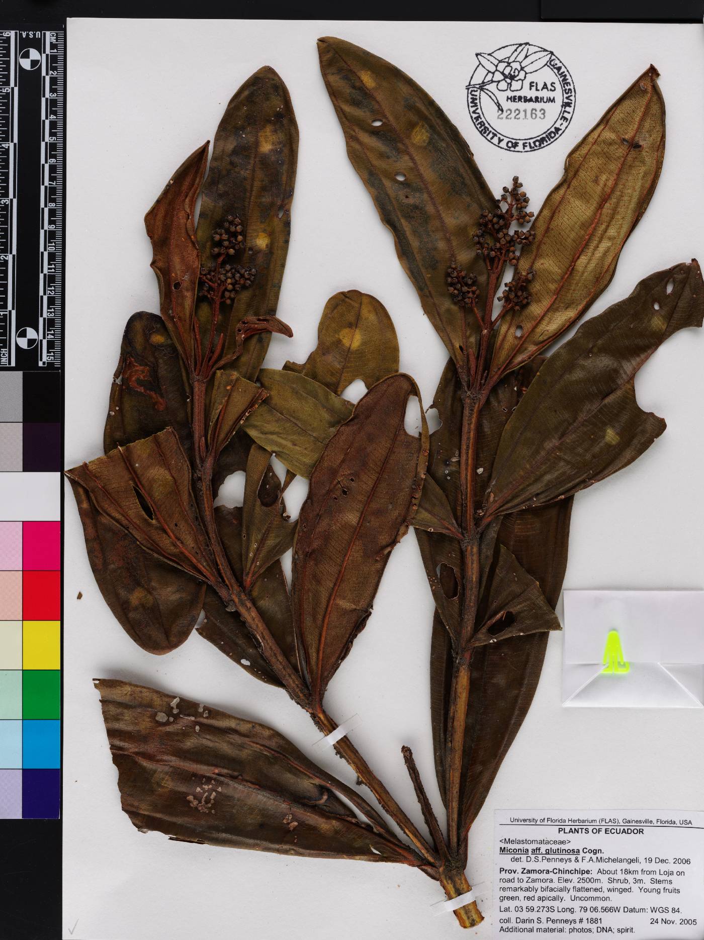 Miconia glutinosa image
