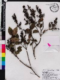 Miconia latifolia image