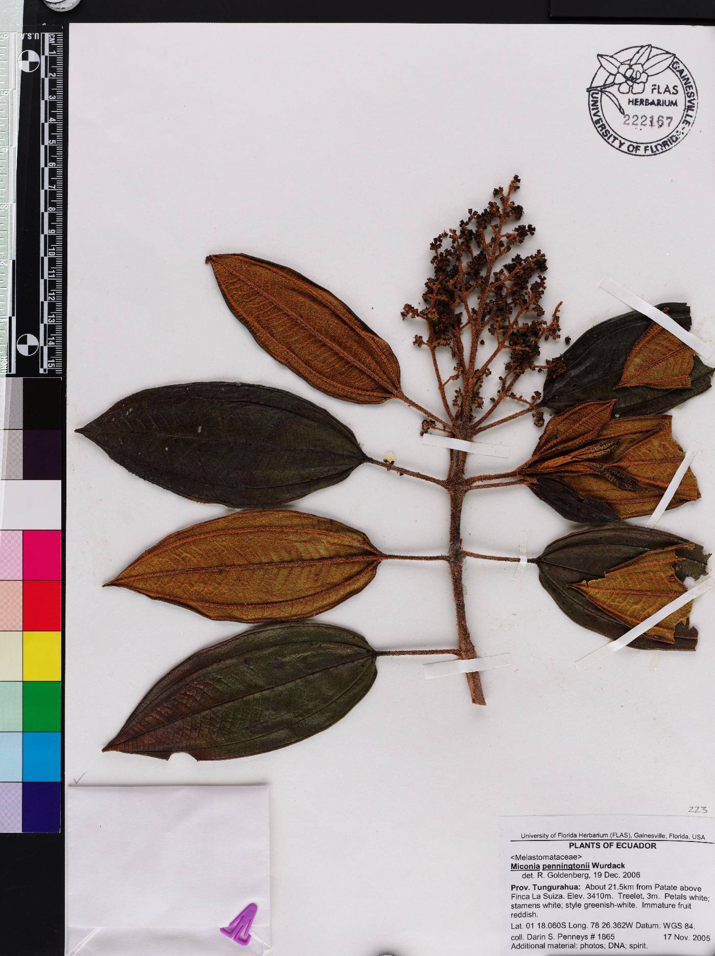 Miconia penningtonii image