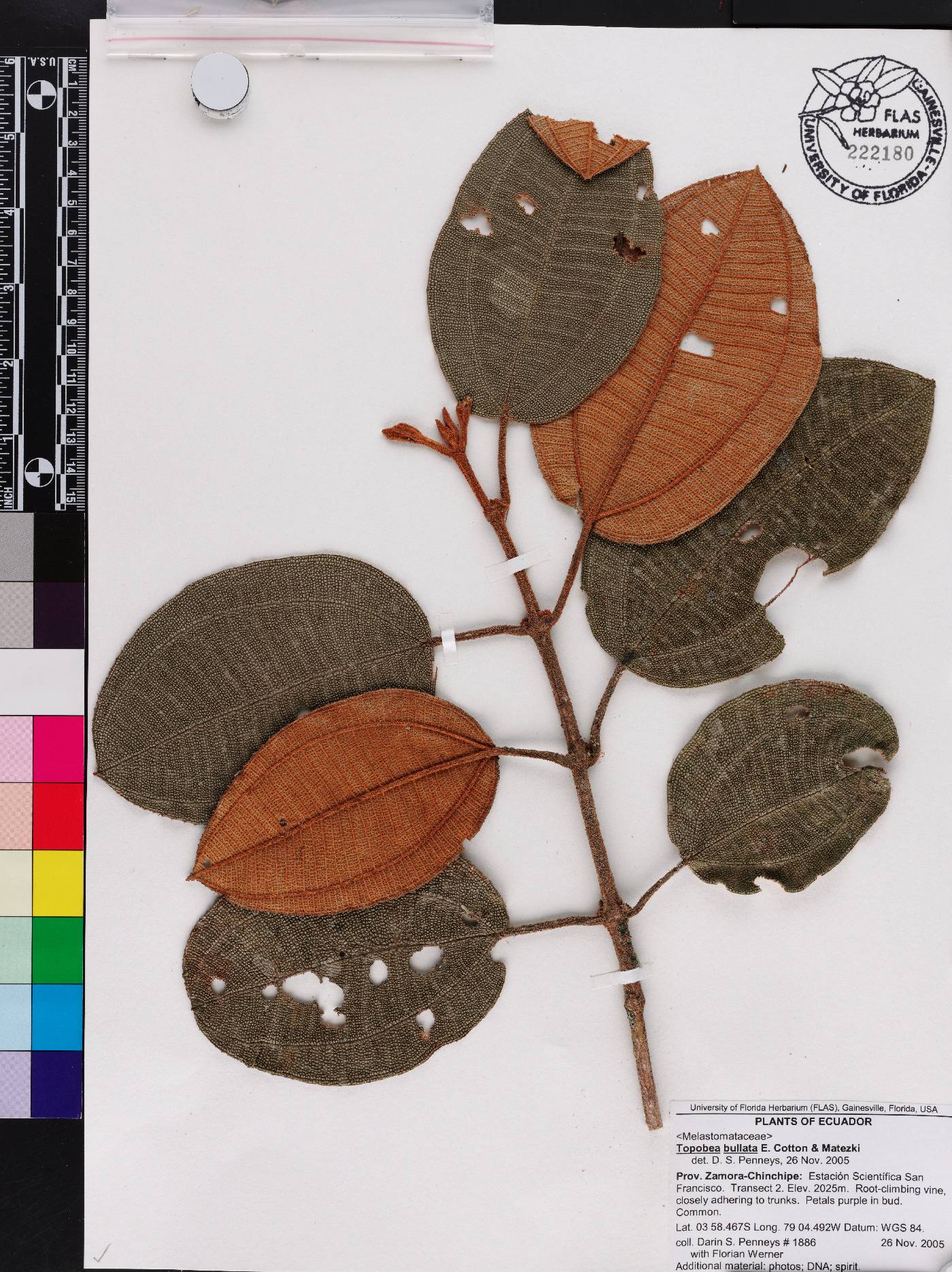 Blakea bullata image