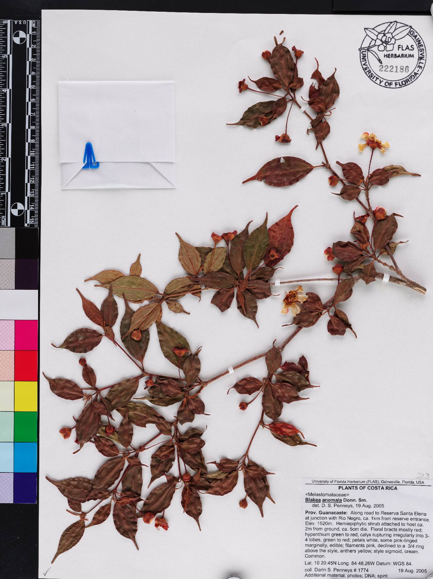 Blakea anomala image