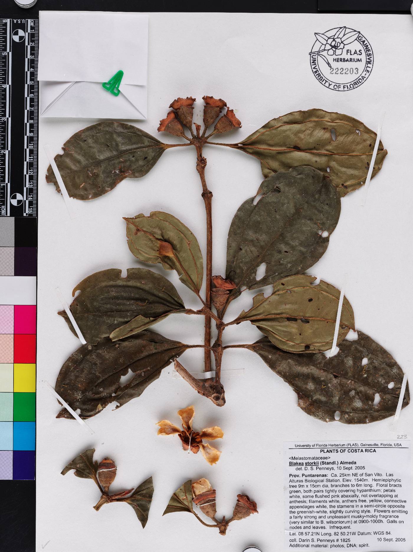Blakea storkii image