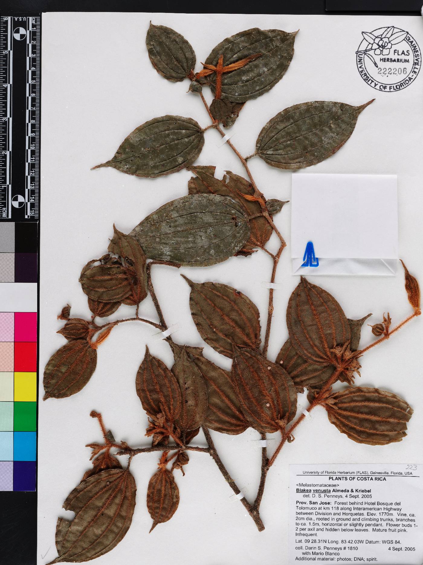 Blakea venusta image