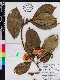 Blakea wilsoniorum image