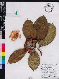 Blakea wilsoniorum image