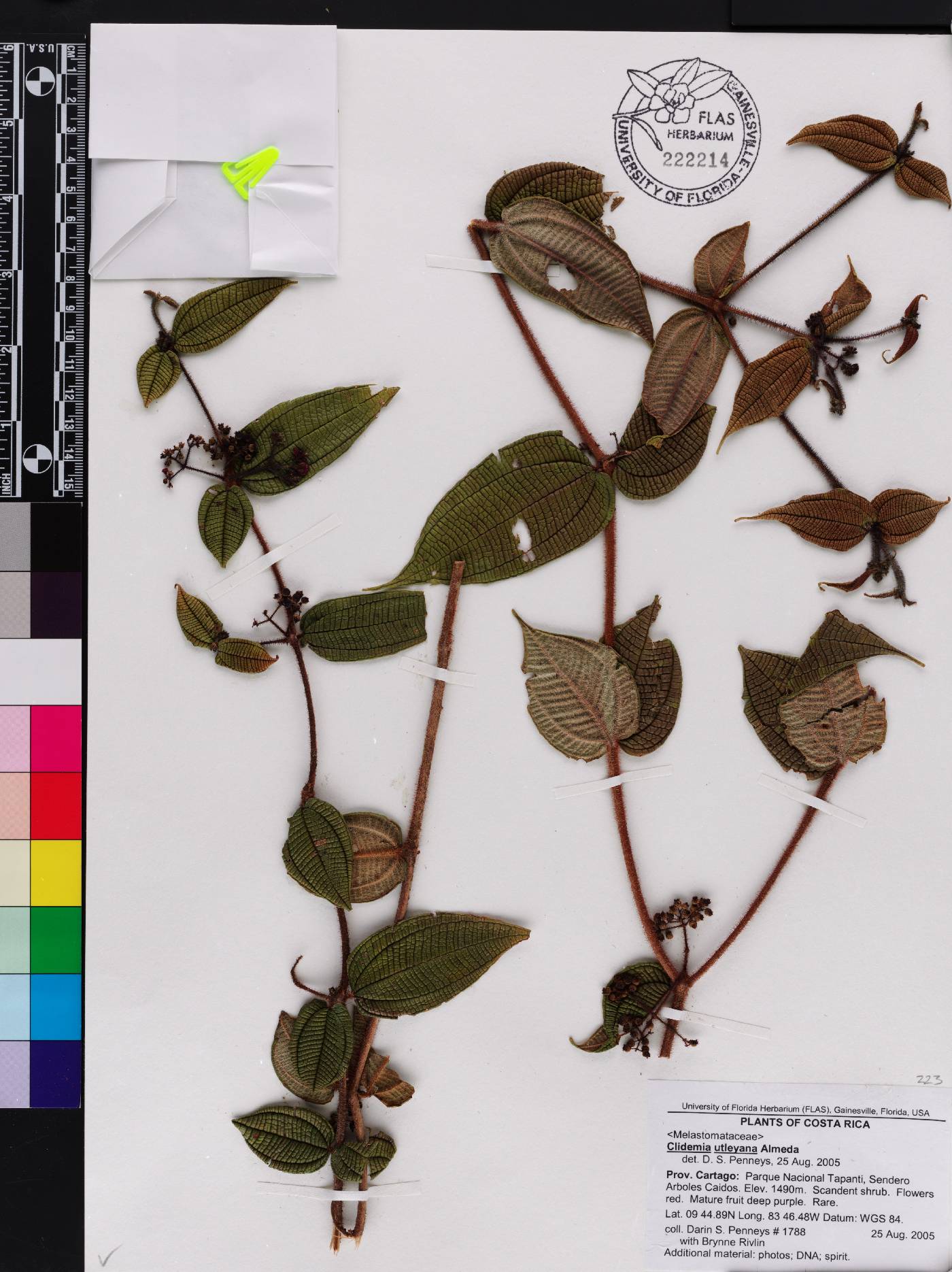 Miconia utleyana image
