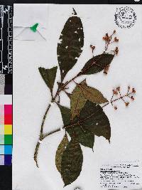 Miconia conorufescens image