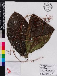 Miconia appendiculata image