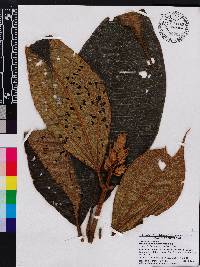 Miconia astroplocama image