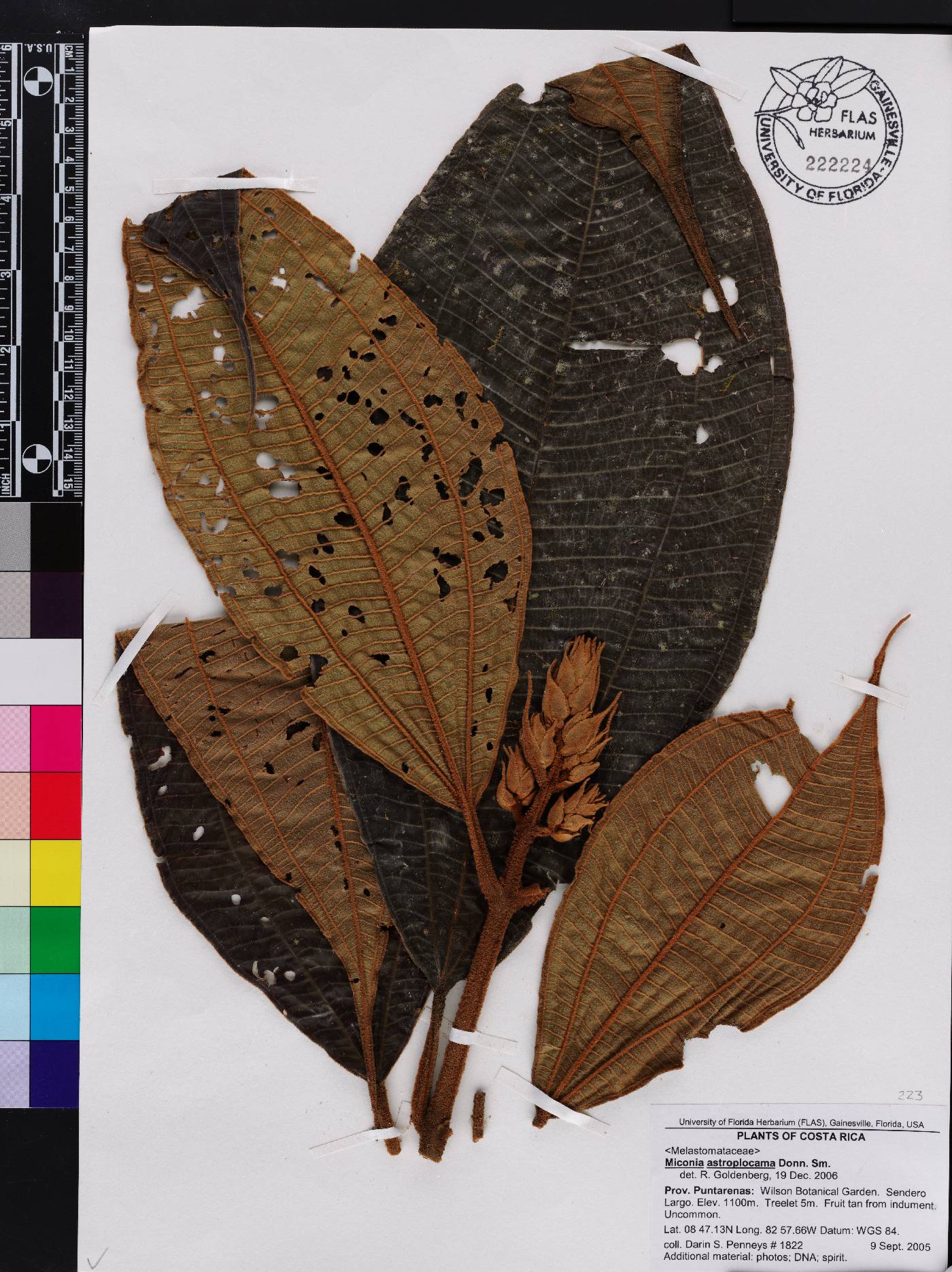Miconia astroplocama image