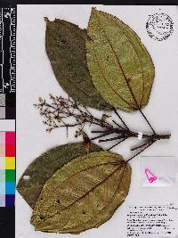 Miconia coriacea image