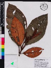 Miconia elata image