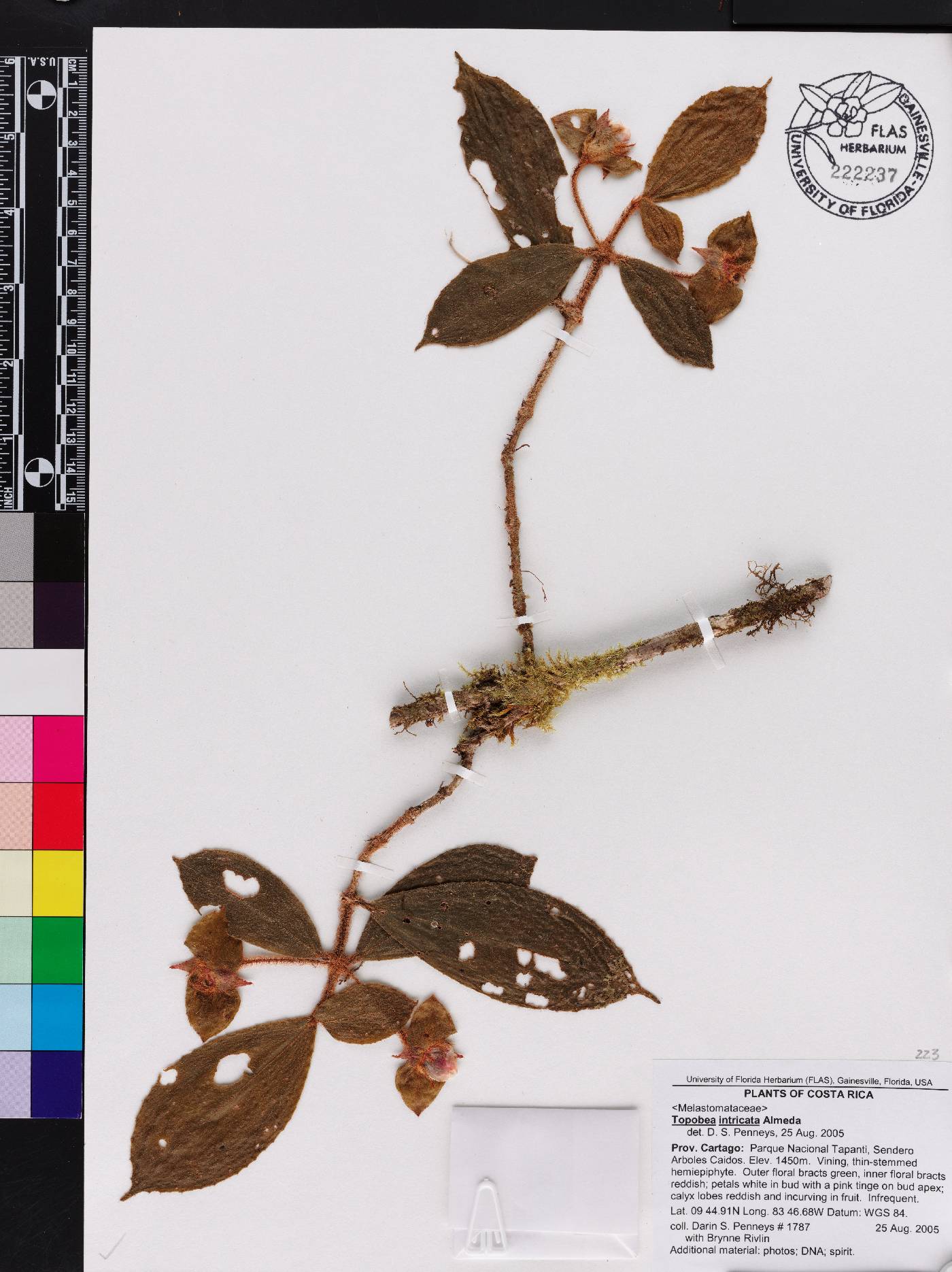 Blakea intricata image