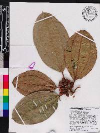 Blakea maurofernandeziana image