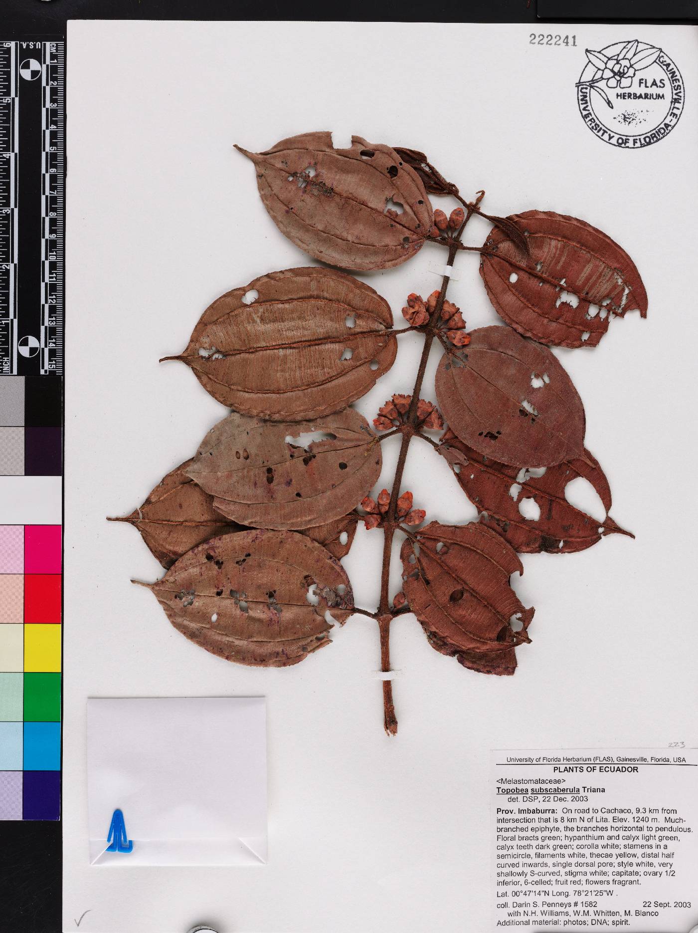 Blakea subscabrula image