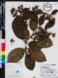 Blakea hirsuta image