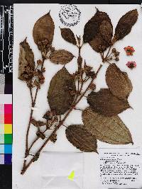 Blakea hirsuta image