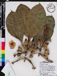 Blakea involvens image