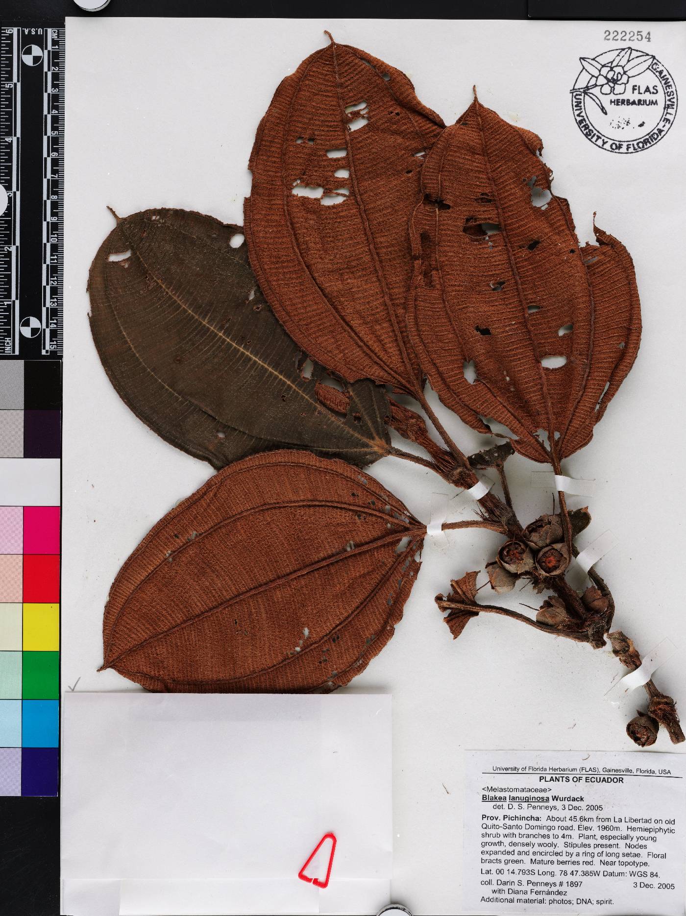 Blakea lanuginosa image