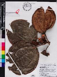 Blakea brunnea image