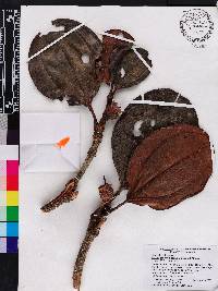Blakea costaricensis image