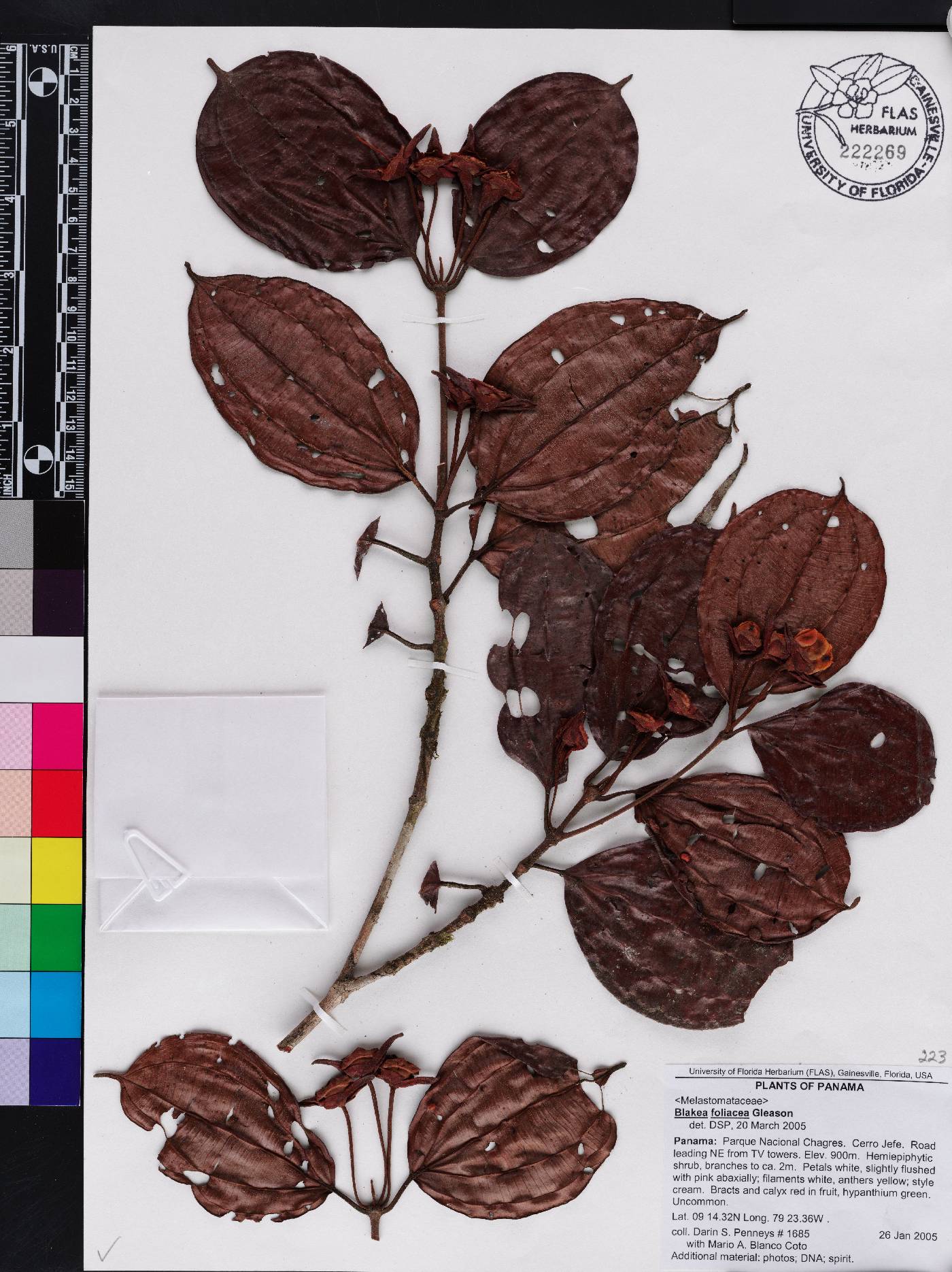 Blakea foliacea image