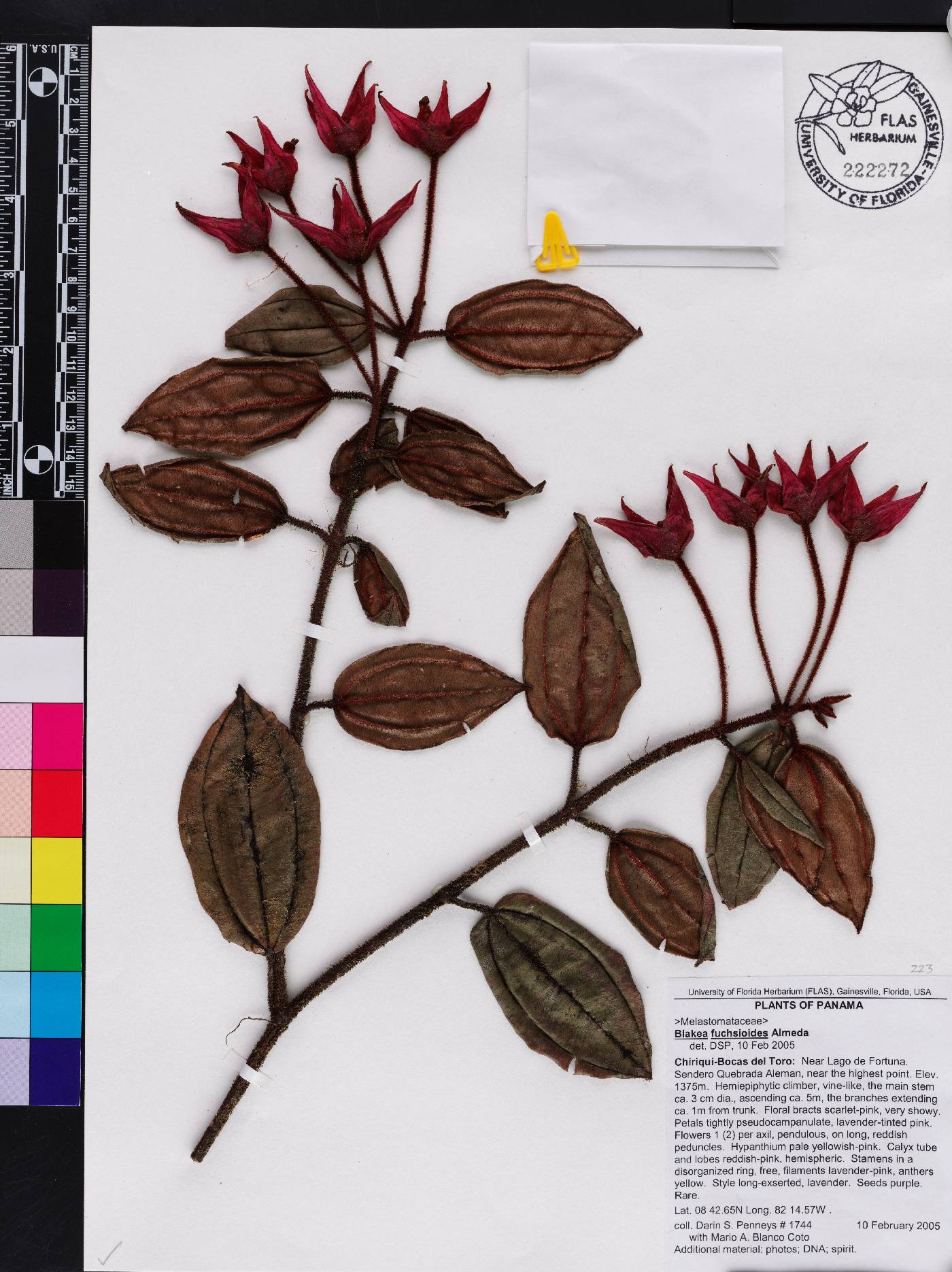 Blakea fuchsioides image