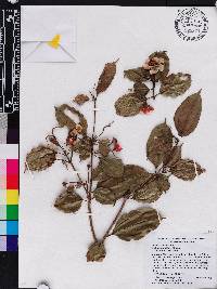 Blakea pauciflora image