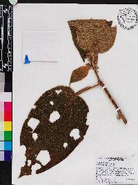 Miconia folsomii image