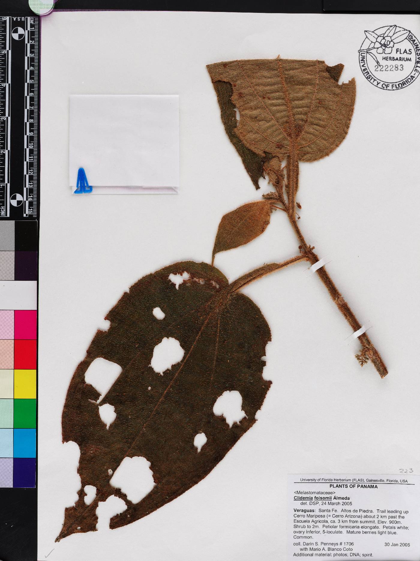 Miconia folsomii image