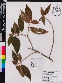 Miconia monantha image
