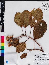 Miconia conomacrantha image