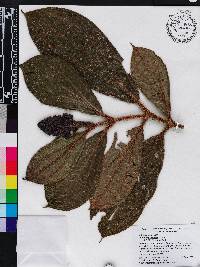Miconia conosetosa image