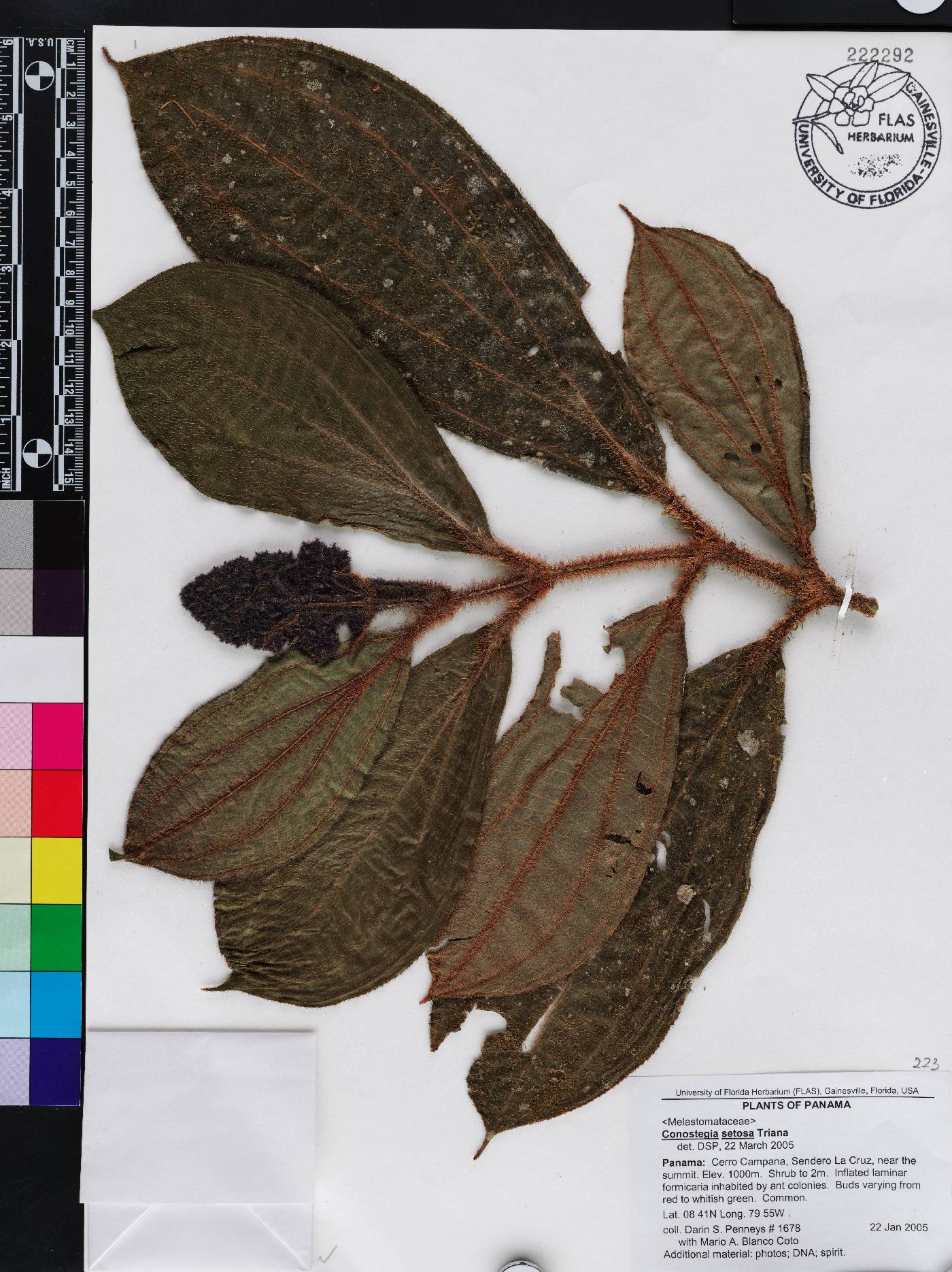 Miconia conosetosa image