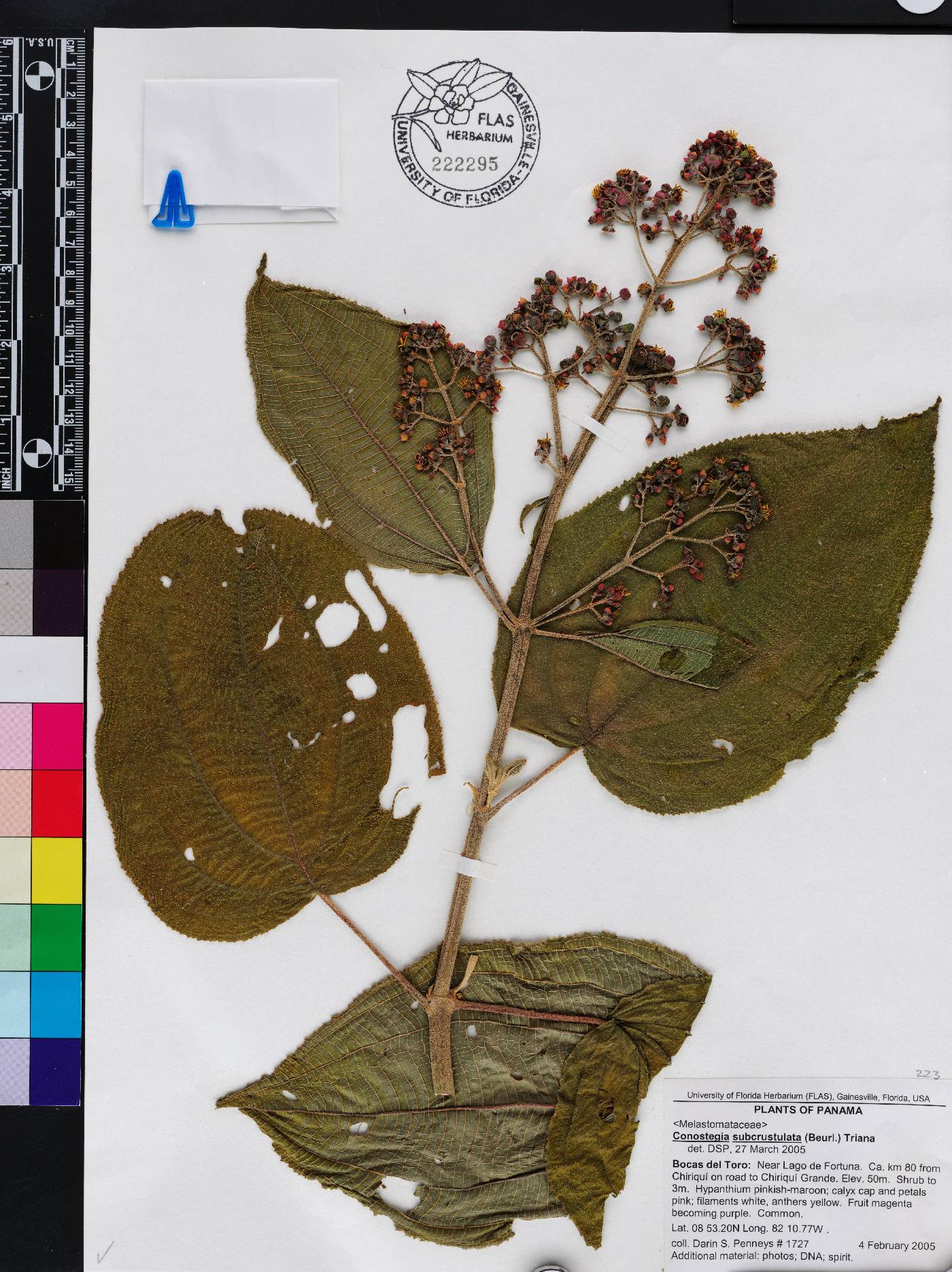 Miconia subcrustulata image