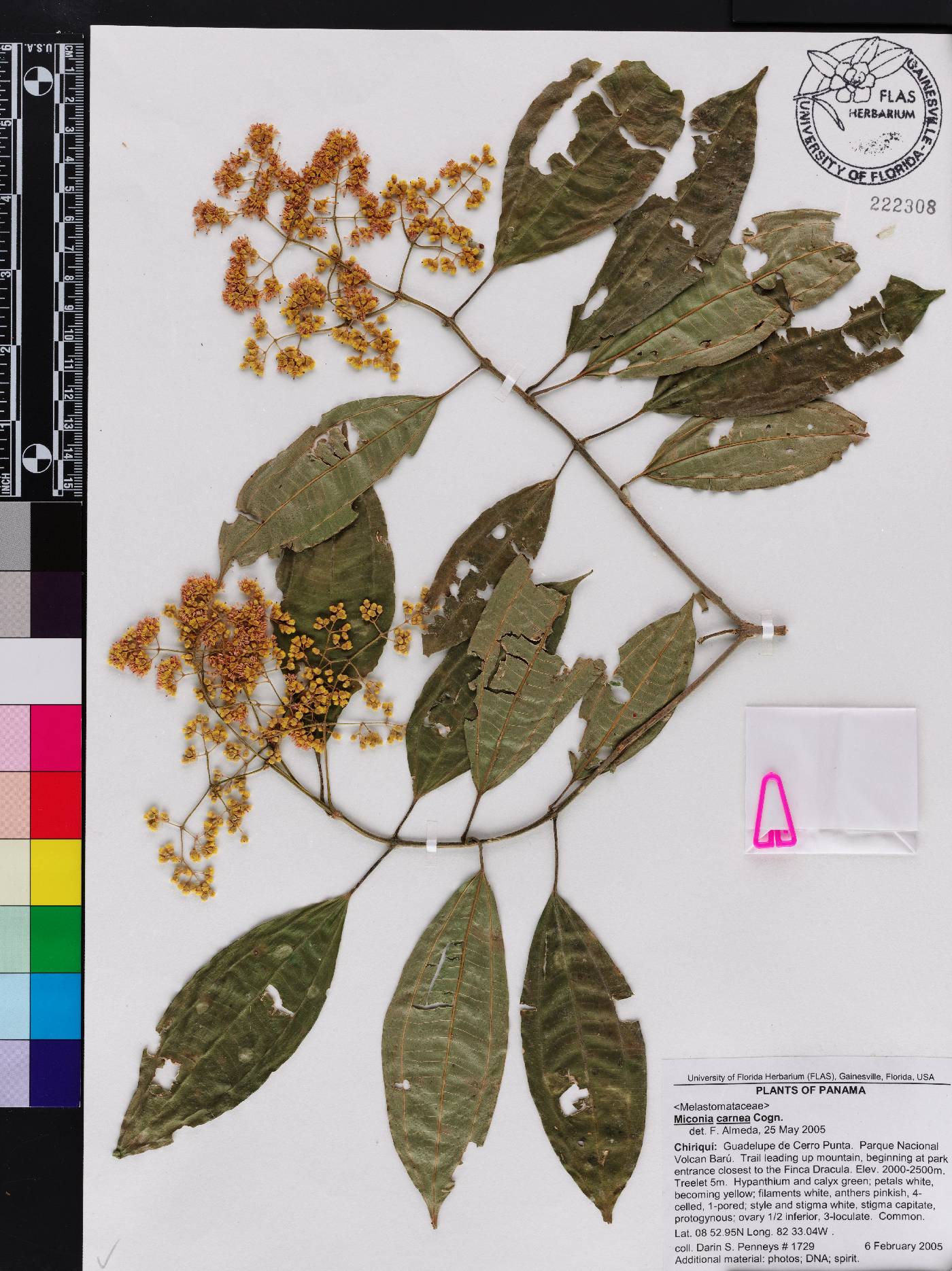 Miconia carnea image