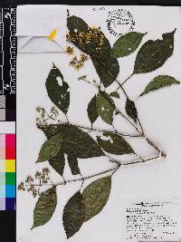 Miconia dissita image