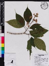 Miconia donaeana image