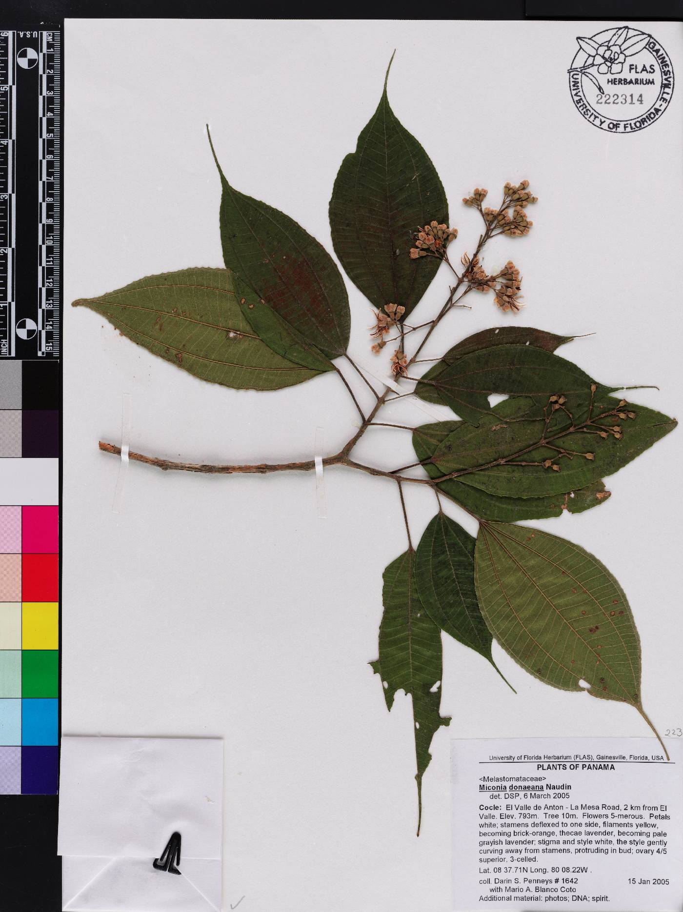 Miconia donaeana image